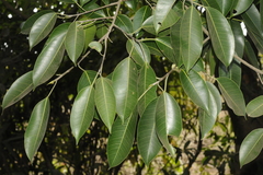 Ficus amplissima